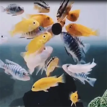 10/20pcsFish Maisto Tabletės Spirulina Dribsniai Sveikas Ocean Nutrition Žuvų Maisto Akvariumas Dekoratyvinės Žuvys, Tropinių Žuvų Pet Home