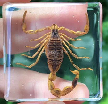1piece Vabzdžių Pavyzdys Skorpionas Aiškiai Dervos Švietimo Ištirti Priemonė Mokykla Biologinio Mokymo Reikmenys 38x38x14MM