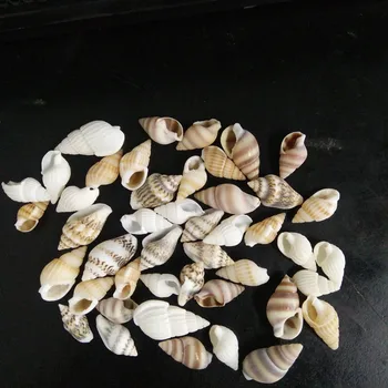 40pcs Gražus Paplūdimys, Sumaišyti Sea Shell Nekilnojamojo Sea Shell Sumaišykite Sea Shell Starfishes Kriauklių Amatų SeaShell Akvariumas Lipdukas Dekoras Amatai