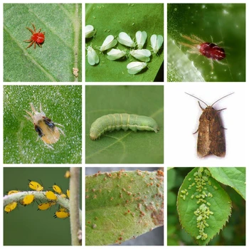 5g Emamektino Methylavermectin Benzoatas Insekticidas, Akaricidas Nužudyti Vabzdžių Amaru Erkės Spodoptera Kenkėjų Pesticidų Apsaugos Sodas