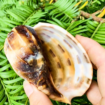 7-10cm Gamtos Retas Arfa Shell Karambolos Myli Seashell Kolekcionuojamų Pavyzdys Talismanas Akvariumo Bakas Kraštovaizdžio Jūrmylių Namų Dekoro