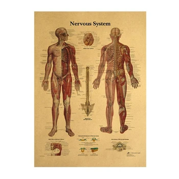 Kūno Struktūra, Skeletas, Nervų Sistemos, Senovinių Plakatų Medicinos Decoracion Tapybos Sienos Meno Kraft Popieriaus, Plakatai, Sienų Lipdukai