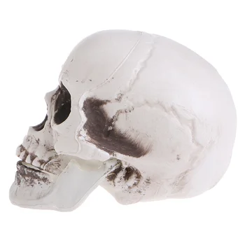 Plastikiniai Mini Žmogaus Kaukolė Dekoro Atraminiai Galvos Skeletas Helovinas Kavos Barai Ornamentu