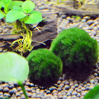 Trys Dydžio Akvariumas Žaliųjų jūros Dumblių Chlorella Kamuolys Augalų Japonija Moss Originali Bakas Žuvų Apdailos Kraštovaizdžio Kokybės Kamuolys H4A9